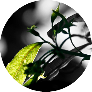 Podpora pro pozůstalé