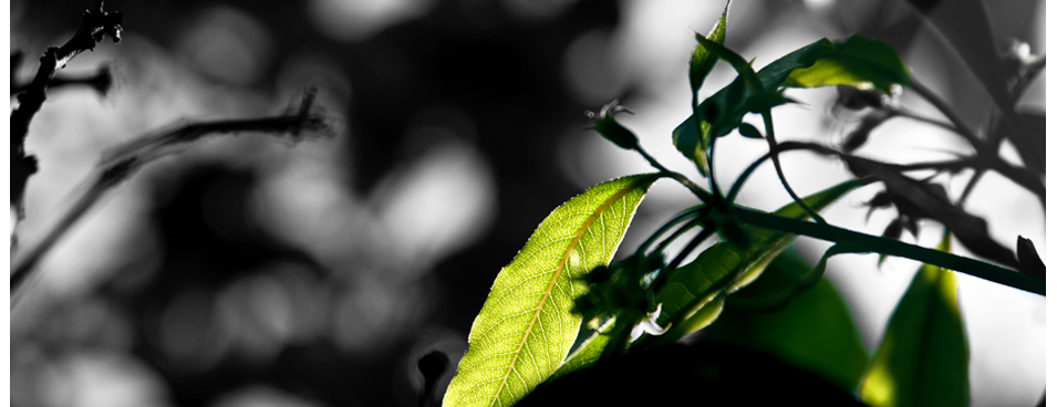 Objednávka převozu